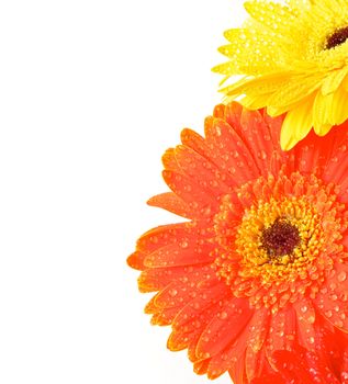 Yellow and Orange Gerbera Flowers with Water Drops closeup as frame