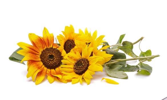 Bunch of Perfect Sunflowers isolated on white background