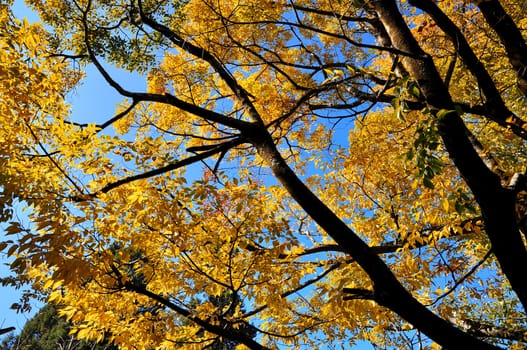 Autumn trees in a forest and clear blue sky 