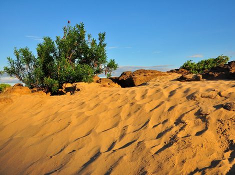 small shrub plants in desert