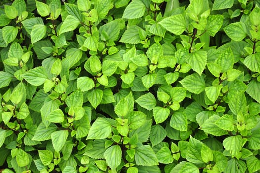 Green serrated  leaves