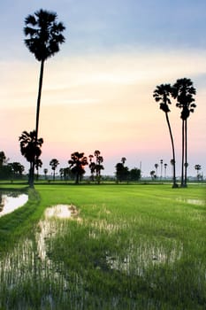 silhouette of sugar palm tree on rice field