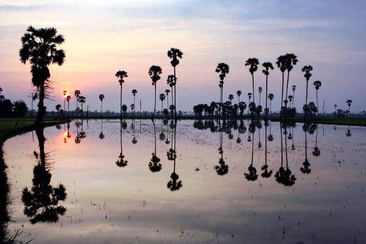 silhouette of sugar palm tree on reflection