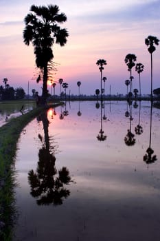 silhouette of sugar palm tree on reflection