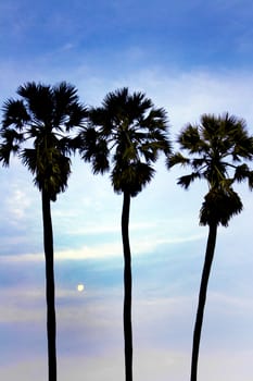 silhouette of sugar palm tree