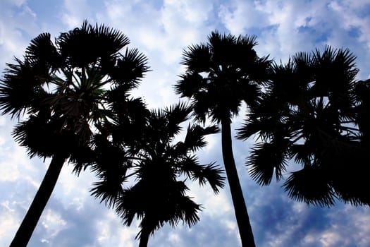 silhouette of sugar palm tree