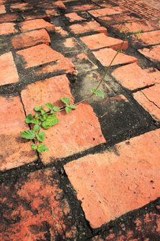 plant growth over red brick