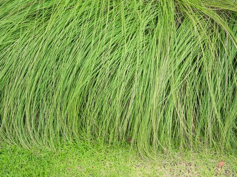 green grass