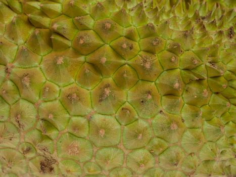 Durian fruit skin closeup
