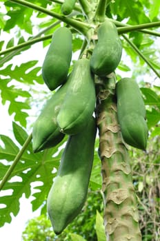 Papaya tree