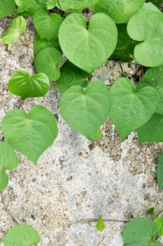 green heart leaves on old cement background