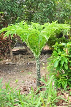 Tropical titan arum