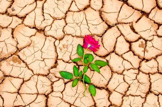 Red rose on cracked ground