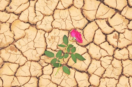 Red rose on cracked ground 