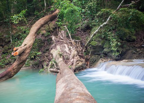 Tree falling down, across waterfall
