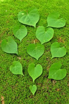 Green Heart Leaf on moss background