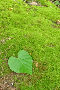 Green Heart Leaf on moss background