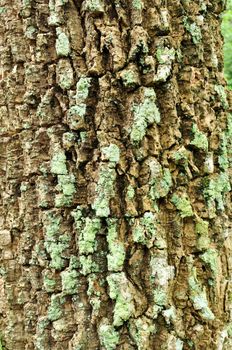 Tree bark texture