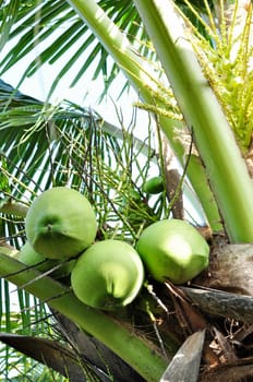 Clusters of green coconuts close-up hanging on palm tree