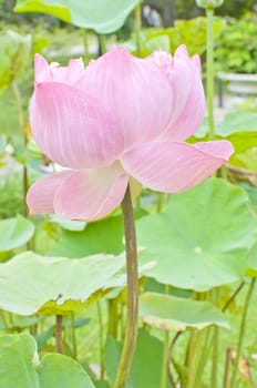 pink water lily flower (lotus) in a pond