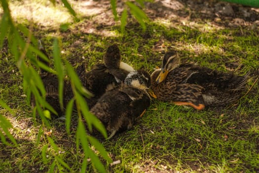 Three ducks in the park