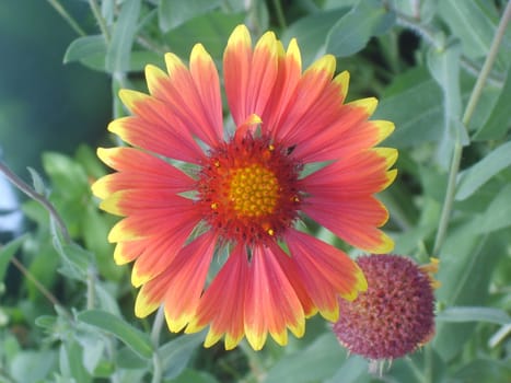 Beautiful orange flower close-up