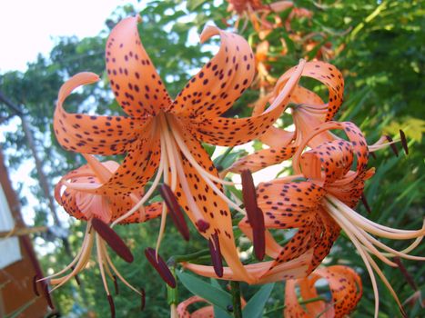 Two orange lilies in the garden