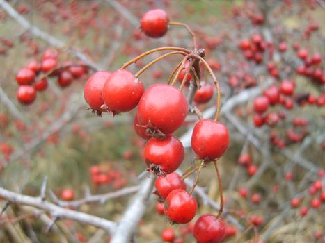 Red berries close-up