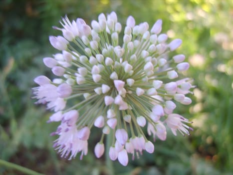 White flower close-up