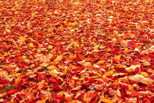 Fall orange and red autumn leaves on ground for background or backdrop