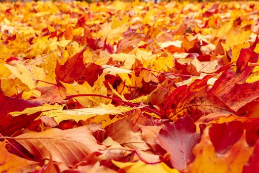 Fall orange and red autumn leaves on ground for background or backdrop