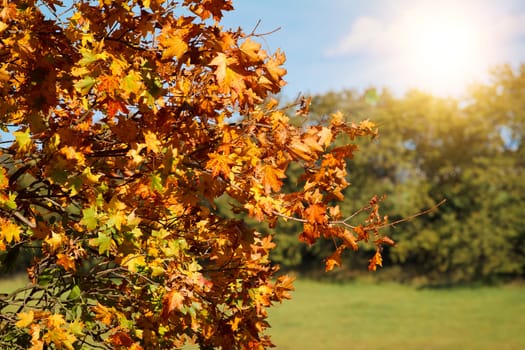 detail of colorful autumn trees in park