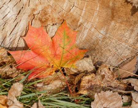 composition of autumn Leaves over wooden background