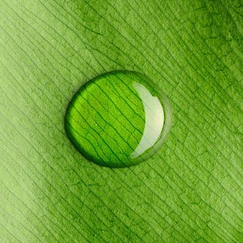 Beautiful water drop on a leaf close-up