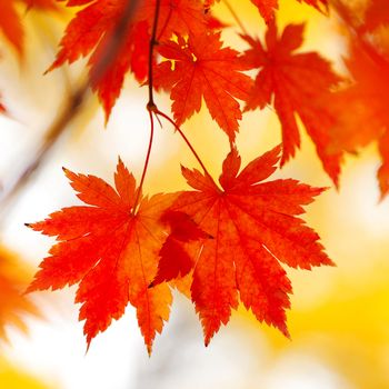 Autumn maple leaves in sunlight