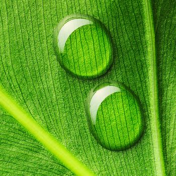 Beautiful water drops on a leaf close-up