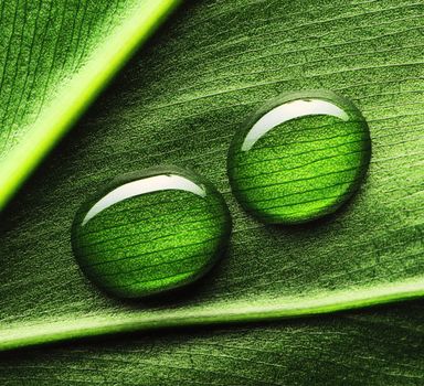 Beautiful water drops on a leaf close-up
