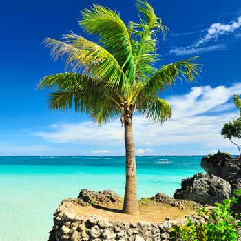 Beautiful palm tree at remote island, Philippines