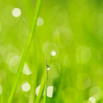 Morning grass with dew drops