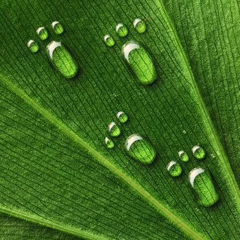 Beautiful water footprint drops on a leaf close-up