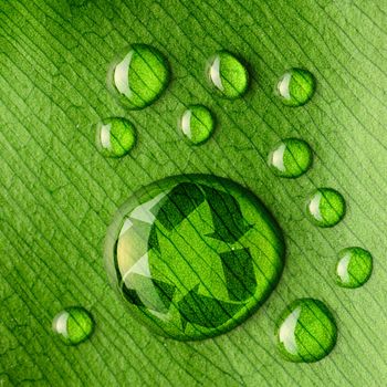 Beautiful water drops on a leaf close-up and recycle logo