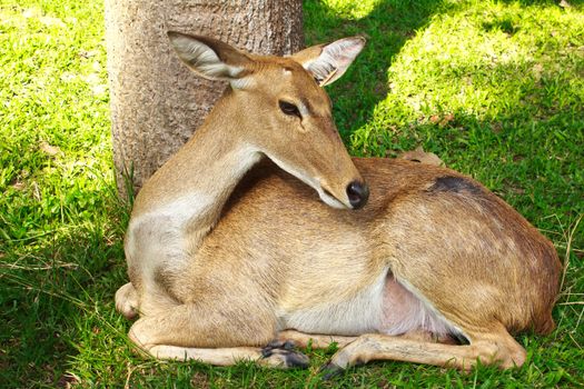 Stock Photo - Deer in Thailand zoo