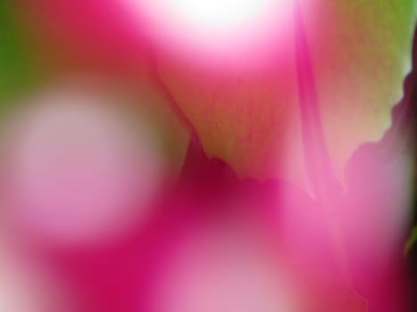 An abstract blur background of a floral pattern in pink and green colors