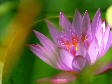 A beautiful image of a tropical waterlily in soft-focus                               .