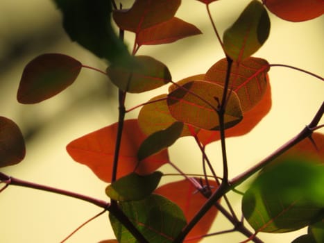 An Autumn background with an abstract view of leaves in different autumn colors.                               