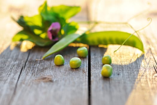 Fresh green peas pods on a wooden table