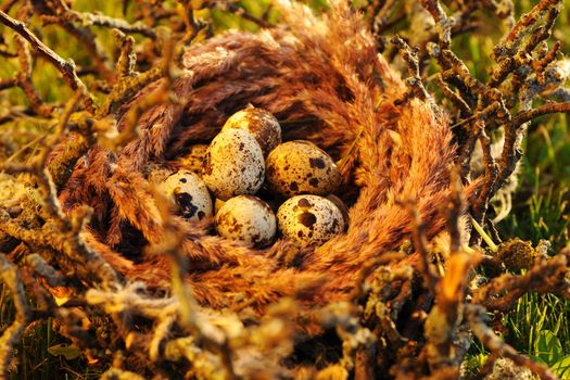 Bird nest with eggs in grass