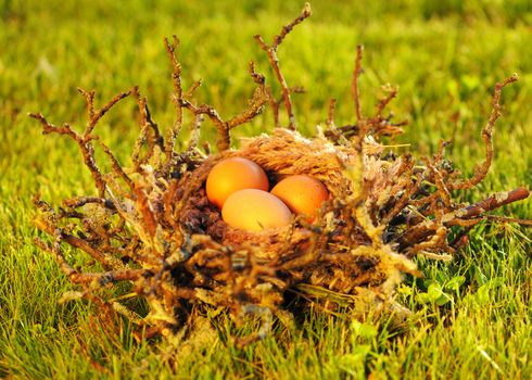 Bird nest with eggs in grass