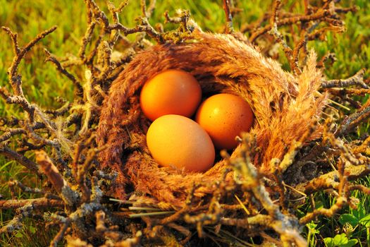 Bird nest with eggs in grass