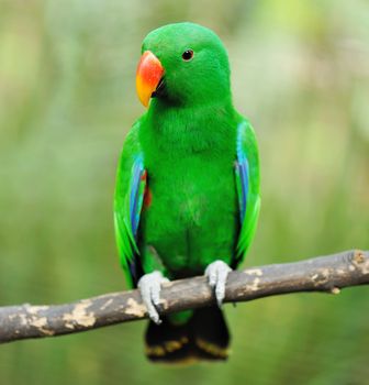 Beautiful green eclectus parrot bird